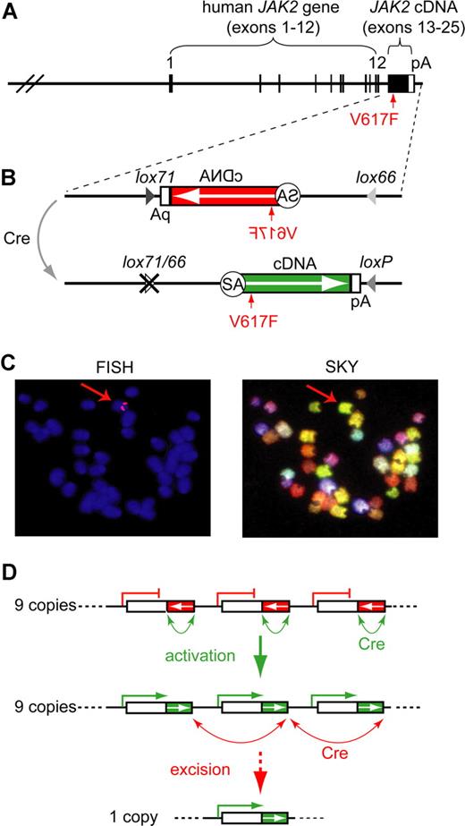 Figure 1. The human JAK2-V617F (Flip-Flop) transgene. (A) Transgenic construct. A human BAC containing JAK2 exons 1-12 was combined with a partial cDNA encoding JAK2 exons 13-25 (black box; not to scale) and a polyadenylation signal (white box). (B) Inducible transgenic construct. The cDNA is placed in the inverse orientation (white arrow) and is flanked with mutant loxP sites (magnified insert). Cre-mediated recombination flips the orientation of the cDNA and places the intron 12 splice acceptor (SA) into the correct position to allow proper splicing of the transgenic pre-mRNA. Recombination generates one wild-type loxP and one double mutant lox66/77 site, which is no longer substrate for the Cre-recombinase. The position of the V617F mutation is indicated by a red arrow. (C) Localization of the transgene in the transgenic strain FF1. Fluorescent in situ hybridization (FISH) shows that the transgene integrated into a single locus, which appears as 2 red signals in metaphase chromosomes (red arrow in left panel). Spectral karyotyping (SKY) identified chromosome 8, band A1 as the transgene integration site (red arrow in right panel). (D) Model of Cre-mediated rearrangements in the transgenic integration site. A perfect head-to-tail orientation of all transgenic copies is assumed. In the FF1 strain we found that 9 copies of the transgene have integrated, of which only 3 are shown. The native configuration, in which all transgenic copies are in the inactive orientation (red boxes), is shown on top. Cre-recombination between adjacent loxP sites (green arrows) leads to reversal of the orientation and activation of the transgene (green boxes). A maximum of 9 active transgene copies can be generated (middle panel). Cre-recombination between distant loxP sites that are in a parallel orientation (red arrows) results in the excision of one ore more copies of the transgene (bottom panel).