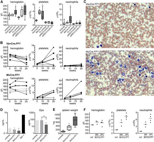 Figure 2. Peripheral blood parameters in transgenic mice and controls. (A) Hemoglobin, platelets, and neutrophils were determined in controls and double transgenic mice (left half of diagrams) or in mice transplanted with retrovirally transduced bone marrow (right half of diagrams). Controls, wild-type, or single transgenic mice (n = 19); VavCre;FF1 double transgenic mice (age 10-12 weeks, n = 6); MxCre;FF1 double transgenic mice (10-12 weeks after 3 × pIpC injection, n = 11); Tx controls, mice transplanted with bone marrow cells transduced with empty vector or wild-type Jak2 (8 weeks after transplantation, n = 12); pMSCV-hV617F, mice transplanted with bone marrow transduced with human JAK2-V617F (8 weeks after transplantation, n = 9); pMSCV-mV617F, mice transplanted with bone marrow transduced with mouse Jak2-V617F (8 weeks after transplantation, n = 9). Boxes represent the interquartile range that contains 50% of the values, the horizontal line in the box marks the median, and bars indicate the range of values. Asterisks indicate significant differences compared with controls (Mann-Whitney test, P < .05). (B) Time course of blood parameters in VavCre;FF1, MxCre;FF1, and control mice. Blood counts of individual mice at 5-6 weeks, 10-12 weeks, and 20 weeks of age (VavCre;FF1) or after 3 × pIpC injection (MxCre;FF1) are shown. Each mouse is represented by the same symbol in all 3 graphs, and values of individual mice are connected by solid lines. Black symbols, transgenic mice; gray symbols, control mice. (C) Blood films of mice of the indicated genotypes stained with May-Grünwald-Giemsa. VavCre;FF1 mice (20 weeks) and MxCre;FF1 (20 weeks after 3 × pIpC). Note massive thrombocytosis in both mice and prominent neutrophilia in the MxCre;FF1 mouse. (D) Plasma levels of thrombopoietin (Tpo) and erythropoietin (Epo) determined by ELISA. Tpo levels were not significantly different between controls (n = 5), VavCre;FF1 mice (n = 5) and MxCre;FF1 mice (n = 3). Plasma from Mpl-deficient mice (Mpl-/-) served as a control for elevated Tpo levels. Epo plasma concentrations were determined in controls (n = 4), VavCre;FF1 mice (n = 7) and MxCre;FF1 mice (n = 4). Epo was found to be significantly lower in MxCre;FF1 mice than in VavCre;FF1 mice (Mann-Whitney test, P = .012) (E) Spleen weight in VavCre;FF1 mice (20 weeks) and in MxCre;FF1 (20 weeks after 3 × pIpC). (F) The MPD phenotype of MxCre;FF1 mice is transplantable. Bone marrow (BM) or spleen cells (SPL) derived from an MxCre;FF1 mouse (20 weeks after 3 × pIpC) or bone marrow from a wild-type (WT) mouse were transplanted into lethally irradiated C57BL/6 recipients. Blood counts were performed 10 weeks after transplantation. Dots represent the values of individual mice and horizontal lines, the mean.