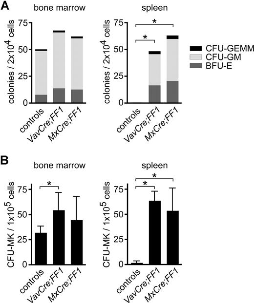 Figure 4. Colony assays for the quantification of hematopoietic progenitors. Bone marrow and spleen cells of transgenic VavCre;FF1 (n = 4) and MxCre;FF1 mice (n = 4) and controls (n = 6) were seeded in methylcellulose containing mouse interleukin-3 (IL-3), human IL-6 and IL-9, mouse stem cell factor, and human erythropoietin (A), or in collagen media containing thrombopoietin, mouse IL-3 and human IL-6 (B). Colonies were enumerated at day 8. Prior to counting, collagen cultures were fixed and stained for acetyl cholinesterase activity to visualize megakaryocytes. CFU-GEMM, colony forming unit-granulocyte, erythroid, macrophage, megakaryocyte; CFU-GM, sum of colony forming unit-granulocyte, colony forming unit-macrophage and colony forming unit-granulocyte, macrophage; BFU-E, burst forming unit-erythroid. Spleens of double transgenic mice showed marked increase in hematopoietic progenitors. For statistical analysis, we performed pairwise Mann-Whitney tests. Asterisks indicate statistically significant differences (P < .05; in panel A for all colony types)