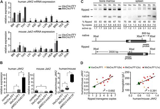 Figure 5. Transgene mRNA expression and Cre-loxP–mediated DNA recombination. (A) Expression of human JAK2-V617F mRNA and endogenous Jak2 in tissues of 2 VavCre;FF1 and 3 MxCre;FF1 mice. BM, bone marrow; SPL, spleen; THY, thymus; LIV, liver; KID, kidney; INT, intestine; LUN, lung; HEA, heart; BRA, brain; TES, testis; OVA, ovary. Real-time PCR was performed with primers specific for the activated configuration of the human JAK2 transgene (top panel) or specific for mouse Jak2 (bottom panel). The numbers represent relative expression values calculated by the ΔΔCT method after normalization to the mRNA of mouse Gusb and arbitrarily choosing one bone marrow sample from a VavCre;FF1 mouse as the calibrator. Separate calculations were carried out for human and mouse Jak2. (B) Expression of human JAK2-V617F (left panel), mouse Jak2 (middle panel), and ratio between human JAK2-V617F and mouse Jak2 (right panel) in total bone marrow. Expression was measured in control mice (n = 7), VavCre;FF1 (n = 7, age 20-30 weeks), MxCre;FF1 (n = 8, 15-20 weeks after 3 × pIpC injection), or in mice transplanted with retrovirally transduced bone marrow expressing JAK2-V617F (pMSCV-hV617F; n = 6, 20 weeks after transplantation; values corrected for the percentage of transduced cells based on green fluorescent protein (GFP) expression are shown, GFP-positive cells = 35% ± 24%). Expression in MxCre;FF1 was significantly higher than in VavCre;FF1 samples (Mann-Whitney test, P = .0012). The highest levels of JAK2-V617F were observed with retroviral transduction (P = .0016 vs MxCre;FF1). A slight decrease in expression of mouse Jak2 was noted in MxCre;FF1 compared with controls (middle panel, P = .04), whereas no significant difference was found between VavCre;FF1 and MxCre;FF1. The ratios between human JAK2-V617F and mouse Jak2 in bone marrow were calculated from the absolute expression values of human JAK2 and mouse Jak2 that were determined by comparison with standard curves set up from purified plasmids containing human JAK2 or mouse Jak2. Significant differences between VavCre;FF1 and MxCre;FF1 (P = .0003) and between MxCre;FF1 and pMSCV-hV617F (P = .0007) were noted. All significant differences (P < .05) are marked by asterisks. (C) Assessment of Cre-mediated recombination by Southern blot analysis and copy number determination by real-time PCR. DNA from bone marrow and spleen cells was digested with XbaI and the Southern blots of DNA fragments separated by electrophoresis were visualized with a 32P-labeled human JAK2 cDNA probe (thick solid line). The scheme below shows the position of XbaI restriction sites and of the probe. The expected fragments sizes are 800 bp for the native configuration and 3′500 bp for the flipped configuration. Vav, bone marrow or spleen from VavCre;FF1 mice; Mx, bone marrow or spleen from MxCre;FF1 mice. The percentage of flipped transgenes (% flipped) was determined by quantification of the flipped and native bands on a phosphorimager. Transgene (Tg) copies were determined by real-time PCR, and the numbers of active copies were calculated by multiplying with the percentage of flipped alleles. (D) Correlation of human/mouse JAK2 mRNA ratio with the number of flipped alleles (left) and correlation of hemoglobin with the human/mouse mRNA ratio (right). MxCre;FF1 mice received 1 ×, 3 ×, or 6 × injections of pIpC and were analyzed at 12 weeks. The number of flipped alleles was determined by real-time PCR, which yielded similar results as Southern blot analysis. VavCre;FF1 mice (age 12 weeks) were included for comparison.