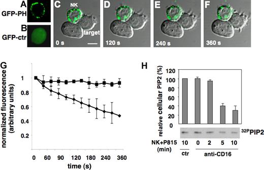 Figure 1. PIP2 dynamics at NK-cell cytolytic synapse. Primary cultured NK cells were infected with recombinant lentiviruses encoding GFP (GFP-ctr) or GFP-PH and used for time-lapse confocal microscopy. (A) Membrane distribution of GFP-PH and (B) GFP-ctr. Anti-CD16-treated GFP-PH-expressing cells were added to Fc receptor-positive targets. Images were obtained at 30-second intervals. (C-F) Representative images show dichroic phase contrast and fluorescence. The numbers indicate the time after NK cells have made contact with target cells. Bar represents 5 μm. (G) Levels of membrane GFP-PH was quantified and binned into 30-second intervals. The mean fluorescence intensity was calculated on NK cells forming synapses with target cells on randomly acquired fields in 3 independent experiments (mean ± SD; n = 100). Abscissa: time in seconds on NK/target cell contact. Ordinate: relative fluorescence. To allow comparison between experiments, fluorescence intensity of a defined area within cytolytic synapse (♦) or contact-free membrane area (■) was normalized to the maximum signal recorded for each individual area. (H) Biochemical quantification of PIP2 during the cytotoxic event. 32P-radiolabeled primary cultured NK cells were treated with anti-MHCI (ctr) or anti-CD16 mAb and allowed to interact with P815 target cells at 37°C for the indicated times. PIP2 value of control-mAb stimulated sample was assumed as 100%. Data are the mean plus or minus SD of 3 separate experiments.