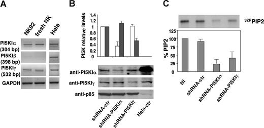 Figure 3. shRNA-driven PI5KIα and PI5KIγ silencing in NK92 cells. (A) Analysis of PI5KI isoform expression in NK cells. Total RNA was extracted from NK92 cells, freshly isolated NK cells, and HeLa cells and subjected to RT-PCR with PI5KIα, PI5KIβ, and PI5KIγ; 35 (α and γ) or 40 (β) cycles of RT-PCR analysis is shown. GAPDH-specific PCR was used as loading control. (B) NK92 cells were infected with lentiviruses encoding shRNA sequences targeting PI5KIβ (shRNA-ctr), PI5KIα (shRNA-PI5KIα), or PI5KIγ (shRNA-PI5KIγ). Total cell lysates of infected populations and HeLa cells were analyzed by immunoblotting with the indicated Abs. (C) Total phospholipids were extracted from 32P-radiolabeled uninfected (NI) or silenced NK92 cells. Equal counts of lipids were resolved by TLC followed by autoradiography (top). The spot corresponding to PIP2 was quantified by densitometric analysis. PIP2 levels of uninfected population were assumed as 100%. Data represent mean plus or minus SD of 3 independent experiments (bottom).