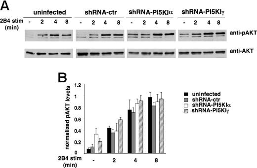 Figure 6. PI5KI isoform silencing does not impair receptor-triggered PI3K activity. (A) Uninfected, shRNA-ctr, shRNA-PI5KIα, or shRNA-PI5KIγ NK92 populations were stimulated with anti-2B4 mAb for the indicated times. Akt phosphorylation status was evaluated by immunoblot analysis with anti-phospho Akt (anti-pAKT) Ab. The same membranes were reprobed with anti-total Akt (anti-AKT) Ab for sample normalization. One representative experiment is shown. (B) Data were quantified by densitometric analysis. Phospho-Akt was normalized for the respective total Akt levels. Data are expressed as arbitrary units (mean ± SD) of 5 separate experiments. The difference obtained between the groups is not significant.