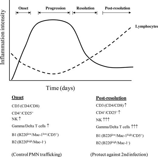 Figure 5. A summary of the scheme of events that occurs in acute inflammation with reference to lymphocyte trafficking. As inflammation ensues resident lymphocytes begin to disappear, with B1 cells clearing via draining lymphatics and the fate of CD3 cells remaining unclear at this stage. Once inflammation begins to resolve, lymphocytes repopulate the site of injury in a profile different to that in the naive state.