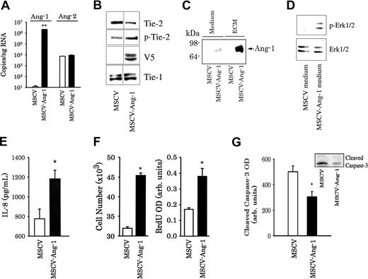 Figure 2. Generation of HUVECs overexpressing murine Ang-1 using a retroviral vector. (A) Expression of murine Ang-1 and human Ang-2 mRNA levels in HUVECs transduced with control retroviruses (MSCV) and retroviruses expressing murine Ang-1 (MSCV-Ang-1). **P < .01 compared with MSCV cells. (B) Immunoblotting of MSCV and MSCV-Ang-1 cell lysates for Tie-2, tyrosine phosphorylated Tie-2 (p-Tie-2), V5 tag, and Tie-1 proteins. Vertical lines indicate that lanes were not directly adjacent to each other in the original blots. (C) Detection of Ang-1 protein in the medium and extracellular matrix (ECM) of MSCV and MSCV-Ang-1 cell using immunoblotting. (D) Erk1/2 phosphorylation measured after 15 minutes' exposure to conditioned medium of MSCV and MSCV-Ang-1 cells. HUVECs were cultured in complete medium overnight and were then serum starved for 6 hours. The medium was then removed and replaced by conditioned medium collected from serum-starved MSCV and MSCV-Ang-1 cells. (E) Detection of IL-8 protein in the medium of MSCV and MSCV-Ang-1 cells using ELISA (n = 6). *P < .05 compared with MSCV cells. (F,G) Means (± SEM; n = 6) of cell number, BrdU incorporation and cleaved caspase-3 intensity after 2 days' culturing in culture medium containing 2% FBS. *P < .05 compared with MSCV cells.