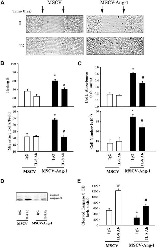Figure 3. Ang-1–induced IL-8 plays a significant role in EC migration proliferation. (A) Representative examples of MSCV and MSCV-Ang-1 cell wounding experiments. MSCV (left panels) and MSCV-Ang-1 cells (right panel) were wounded (time 0) and maintained for 12 hours in conditioned media derived from MSCV and MSCV-Ang-1 cells, respectively, and were neutralized with IgG control antibody. Arrows point to the edges of the wounds. Note that wound healing (measured after 12 hours) was faster in MSCV-Ang-1 cells compared with MSCV cells. (B top panel) Mean (± SEM; n = 6) of wound healing in MSCV and MSCV-Ang-1 cells maintained for 12 hours in conditioned media of donor MSCV and MSCV-Ang-1 cells, respectively. MSCV or MSCV-Ang-1 cells were grown for 24 hours in basal medium. The media was collected and incubated with anti–IL-8 neutralizing antibody or IgG control antibody. Fresh MSCV and MSCV-Ang-1 cells were seeded into 24-well tissue culture plates and cultured in complete medium containing 20% FBS to nearly confluent cell monolayers. The cells were then carefully wounded using a pipette tip. After making the wounds, culture media were replaced with conditioned media of MSCV and MSCV-Ang-1 cells neutralized with anti–IL-8 or control IgG antibody. Wounds were then photographed (time = 0, and 12 hours later). Migration was evaluated by measuring the reduction in the diameter of the wound after migration of the cells into the cell-free zone. *P < .05 compared with MSCV cells maintained in IgG-neutralized conditioned media. #P < .05 compared with MSCV-Ang-1 maintained in IgG-neutralized conditioned medium. (B bottom panel) Means (± SEM; n = 6) of the number of HUVECs migrating toward conditioned media derived from MSCV or MSCV-Ang-1 cells. EC migration was performed in 24-well trans-well fibronectin-coated polycarbonate inserts. HUVECs were suspended in basal medium and seeded in the upper compartment. MSCV or MSCV-Ang-1 cells were grown in basal media for 24 hours, and conditioned media were then collected and incubated with anti–IL-8 and control IgG antibodies. Conditioned media were then placed into the lower compartment of the migration apparatus. Migration was quantified 5 hours later by counting cells in 10 fields per well. Symbols are the same as in panel B. (C) BrdU incorporation and cell number of MSCV and MSCV-Ang-1 cells maintained for 2 days in basal medium containing 2% FBS and IgG or anti–IL-8 antibodies. *P < .05 compared with MSCV cells maintained in the presence of IgG antibody. #P < .05 compared with MSCV-Ang-1 cells maintained in the presence of IgG antibody. (D,E) A representative immunoblot of cleaved caspase-3 and means (± SEM; n = 4) of cleaved caspase-3 intensity measured in MSCV and MSCV-Ang-1 cells after 2 days of culture in basal medium containing 2% FBS and IgG or anti–IL-8 antibodies. Symbols are the same as in panel B.