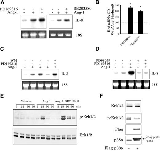 Figure 5. Role of the p38 MAPK in Ang-1–induced IL-8 expression. (A,B) Representative Northern blot and means (± SEM; n = 3) of IL-8 mRNA levels measured after 1 hour of Ang-1 (expressed as 100%) and Ang-1 plus PD169316 or SB203580 (both at 10 μM). *P < .05 compared with Ang-1 alone. (C) Representative Northern blot of IL-8 mRNA expression measured after 1 hour of Ang-1 and Ang-1 plus PD169316 (10 μM), WM (50 nM), or a combination of the 2. Vertical lines in panel A indicate that lanes were not directly adjacent to each other in the original blots. (D) Representative Northern blot of IL-8 mRNA expression measured after 1 hour of Ang-1 and Ang-1 plus PD169316 (10 μM), PD98059 (30 μM), or a combination of the 2. Vertical lines indicate that lanes were not directly adjacent to each other in the original blots. (E) Influence of p38 inhibition on Ang-1–induced Erk1/2 phosphorylation. Serum-starved HUVECs were incubated for 1 hour with SB203580 (10 μM) and were then stimulated with Ang-1 (300 ng/mL) for 5, 15, 30, and 60 minutes. Cells were then collected, and the levels of phosphorylation and total Erk1/2 proteins were detected with immunoblotting. Note the increase in both the intensity and duration of Erk1/2 phosphorylation when SB203580 was present in the medium. (F) Total and phosphorylated Erk1/2, Flag, and p38α proteins detected in HUVECs mock-transfected or transfected with Flag-p38α plasmid.