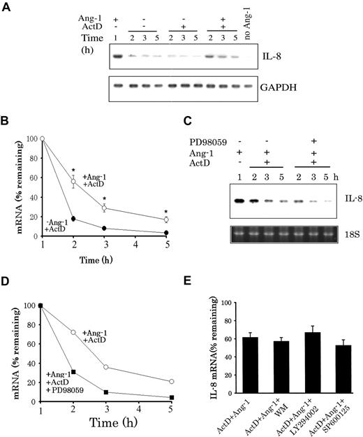 Figure 6. Ang-1 enhances IL-8 mRNA stability through Erk1/2 activation. (A) Cells were first exposed for 1 hour to Ang-1 and were then maintained in fresh medium, medium containing 5 μg/mL ActD (− Ang-1 + ActD), or ActD and Ang-1 (300 ng/mL; + Ang-1 + ActD). Cells were then collected after different time periods. Total RNA was then extracted, and IL-8 and glyceraldehyde phosphate dehydrogenase (GAPDH) mRNA (controls) levels were detected with Northern blotting. (B) Means (± SEM; n = 3) of IL-8 mRNA intensities measured in cells undergoing protocols shown in panel A. mRNA intensities expressed as percentage of those measured after 1 hour of Ang-1 treatment. *P < .05 compared with −Ang-1 plus ActD. (C,D) Representative Northern blot and means (n = 3) of IL-8 mRNA. Cells were treated with Ang-1 for 1 hour and were then maintained in medium containing ActD plus Ang-1 (+ Ang-1 + ActD) and Ang-1 plus ActD + PD98059 (30 μM). Cells were then collected after different time periods, and total RNA was extracted and underwent Northern blotting for IL-8 and 18S levels. (E) Mean values (± SEM; n = 3) of IL-8 mRNA measured in cells which were treated first with Ang-1 for 1 hour (100% values) and were then maintained for an additional 1 hour in media containing Ang-1 plus ActD, Ang-1 plus AcD plus WM (50 nM), Ang-1 plus ActD plus LY294002 (10 μM), and Ang-1 plus ActD plus SP600125 (15 μM).