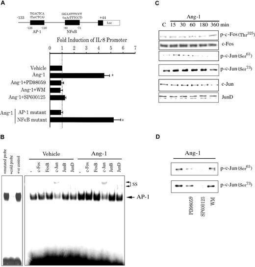 Figure 7. Roles of the transcription factors AP-1 in Ang-1–induced IL-8 production. (A) Top: structure of human IL-8 promoter (−133/+44) identifying AP-1 and NFκB-like binding elements. Sequences in brackets delineate in small letters mutations in these binding elements. Bottom: IL-8 promoter activity (normalized luciferase activity) measured in response to vehicle, Ang-1 and Ang-1 plus PD98059 (30 μM), WM (50 nM), and SP600125 (15 μM). *P < .05 compared with vehicle. Error bars represent SEM. (B) Binding of nuclear extracts from vehicle- and Ang-1–treated HUVECs to IL-8 specific AP-1 DNA probe in the absence (−) and presence of antibodies to c-Fos, FosB, c-Jun, JunB, and JunD. Competition with cold and mutated probes was performed as specificity control. (C) Effects of Ang-1 (300 ng/mL) on phosphorylation of c-Fos (Thr325), c-Jun (Ser63 and Ser73), total c-Fos, c-Jun, and JunD proteins. (D) The effect of 1 hour pretreatment with PD98059 (30 μM), SP600125 (15 μM), and WM (50 nM) on c-Jun phosphorylation (Ser63 and Ser73) measured after 15 minutes of Ang-1 (300 ng/mL) exposure.