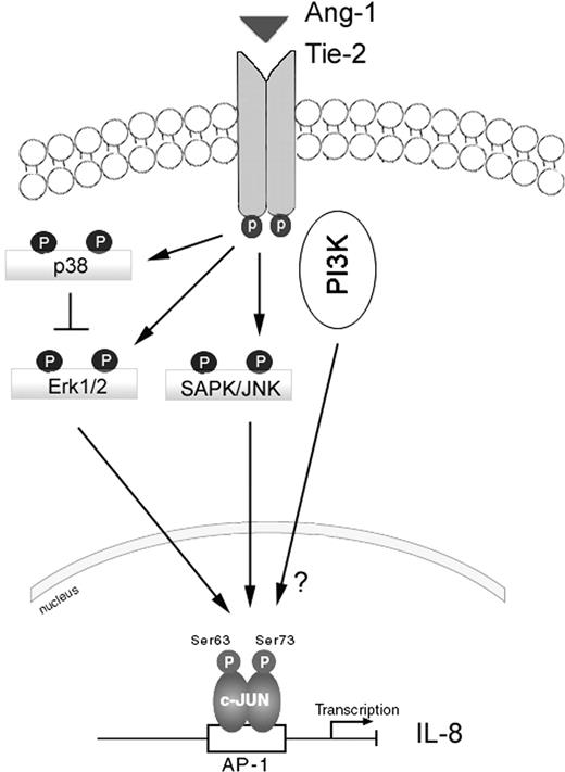 Figure 8. A schematic depicting the signaling pathways through which the Ang-1/Tie-2 receptor pathway regulates IL-8 production in HUVECs. Exposure to Ang-1 activates Tie-2 receptors which, in turn, provoke activation of the p38, Erk1/2, SAPK/JNK, and the PI-3 kinase pathways. While the Erk1/2 and SAPK/JNK pathways promote c-Jun phosphorylation and AP-1 activation leading to IL-8 induction, the mechanisms through which the PI-3 kinase pathway modulates IL-8 induction in response to Ang-1 are unclear, since this pathway didn't influence c-Jun phosphorylation. Also illustrated is the negative effect of the p38 MAPK pathway on Erk1/2 phosphorylation.