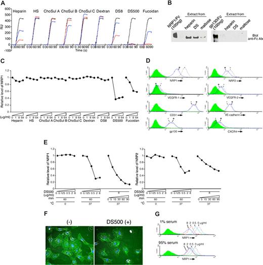 Figure 1. The sulfated polysaccharides DS500 and fucoidan interact with NRP1 and reduce cell-surface levels of NRP1 on endothelial cells. (A) Effects of polysaccharides on NRP1 binding to heparin. NRP1 (20 nM) was passed over a heparin-coated sensor chip without (black line), or with 0.1 μg/mL (blue line) or 1 μg/mL (red line) polysaccharide. (B) Binding of NRP1 to dextran sulfate. NRP1/Fc (1 μg/mL) or gp130/Fc (1 μg/mL) was incubated with heparin-gel, DS-gel, and maltose-gel and the precipitates were detected by anti-Fc antibody. NRP1/Fc or gp130/Fc (100 ng) was loaded as a control. (C) Modulation of cell-surface NRP1 by polysaccharides. HUVECs were incubated with the polysaccharides (0-64 μg/mL, 37°C, 1 hour). After cell washing (1 M NaCl), NRP1 was detected by flow cytometry. Results reflect the relative mean fluorescence intensities with and without polysaccharide. (D) Effects of DS500 on levels of cell-surface molecules NRP1, NRP2, VEGFR-1, VEGFR-2, CD31, VE-cadherin, gp130, and CXCR4. HUVECs were incubated (37°C, 1 hour) with or without DS500 (8 μg/mL). Shaded graphs reflect control staining. (E) Temperature-, concentration-, and time-dependent reduction of cell-surface NRP1 and NRP2 by DS500. HUVECs were incubated with DS500. NRP1 and NRP2 were detected by flow cytometry. (F) HUVECs were treated (37°C, 1 hour) with or without DS500 (8 μg/mL), stained for NRP1 (green) and DAPI (blue), fixed, and observed through an Olympus IX51 phase-contrast microscope equipped with a 10×/0.25 PhC objective lens and a 10× eyepiece (Olympus Optical, Melville, NY), and were photographed with a Retiga 1300 digital camera (Qimaging, Burnaby, BC). Original magnification ×100. (G) NRP1 detected on HUVECs incubated with DS500 (0-8 μg/mL, 37°C, 1 hour) in the presence of 1% or 95% human serum.