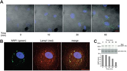 Figure 2. DS500 promotes NRP1 internalization and colocalization with Lamp1. (A) DS500 induces NRP1 internalization. HUVECs grown on fibronectin-coated glass slides were incubated with DS500 (8 μg/mL, 37°C, 0-60 minutes). After fixation and permeabilization, cells were stained with anti-NRP1 mAb and examined by an LSM510 confocal microscope equipped with a Plan-Neofluar 40×1/1.3 objective lens (Carl Zeiss). Images reflect the merging of fluorescent slice images of NRP1 (green), DAPI (blue), and differential interference contrast image. Images were imported into Adobe Photoshop 6.0 (Adobe Systems) for processing. Scale bar represents 20 μm. (B) NRP1 colocalizes with Lamp1. HUVECs were incubated with DS500 (8 μg/mL, 37°C, 1 hour). After fixation and permeabilization, cells were stained for NRP1 (green), Lamp1 (red) and DAPI (blue), and examined by confocal microscopy. (C) DS500 reduces protein levels of NRP1. Cell lysates of HUVECs treated with DS500 (2 μg/mL, 37°C, 0-90 minutes) were blotted with anti-NRP1 Ab (top panel) and reblotted with antiactin Ab (bottom panel). Relative ratios of NRP1/actin band intensities are shown in the lower bar graph.