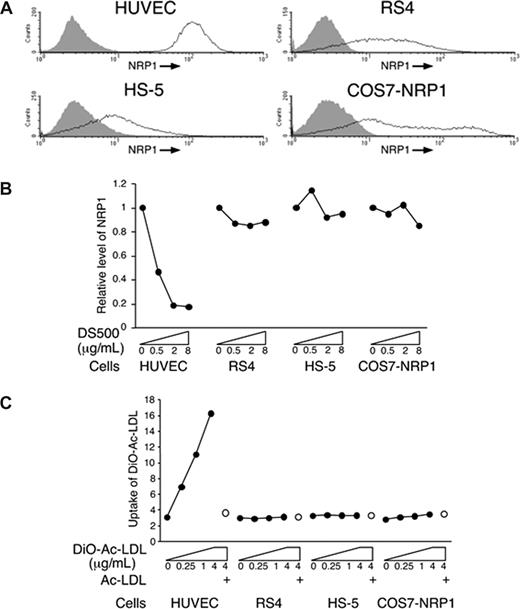 Figure 3. Cell specificity of NRP1 reduction by DS500. (A) Cell-surface NRP1 in HUVECs, RS4, HS-5, and COS7-NRP1 cells analyzed by flow cytometry. (B) Reduction of cell-surface NRP1 is detected on HUVECs, but not RS4, HS-5, and COS7-NRP1 cells after stimulation with DS500 (0, 0.5, 2, 8 μg/mL, 37°C, 1 hour). Results reflect the relative mean fluorescence intensities with and without stimulation. (C) Uptake of DiO-Ac-LDL (0, 0.25, 1, 4 μg/mL, 37°C, 1 hour) by HUVECs, but not RS4, HS-5, and COS7-NRP1 cells detected by flow cytometry. Open circles indicate cell uptake of DiO-Ac-LDL (4 μg/mL) in the presence of competitor Ac-LDL (100 μg/mL). Results reflect mean fluorescence intensities after background subtraction.