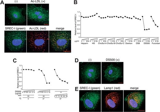 Figure 4. Sulfated polysaccharides reduce cell-surface levels of SREC-I, and promote SREC-I internalization and colocalization with Lamp1. (A) SREC-I internalized by Ac-LDL localizes with Ac-LDL. SREC-I (green) and DAPI (blue) were examined by confocal microscopy in HUVECs incubated with Alexa 594–conjugated Ac-LDL (red) (4 μg/mL, 37°C, 1 hour), fixed, and permeabilized. Scale bar represents 20 μm. Images were acquired and processed as described for Figure 3A. (B) DS500 and fucoidan reduce cell-surface levels of SREC-I. HUVECs were incubated with polysaccharides (0-64 μg/mL, 37°C, 1 hour) and washed (1 M NaCl). SREC-I was detected by flow cytometry. Results reflect relative mean fluorescence intensities with or without stimulation. (C) Temperature-, concentration-, and time-dependent reduction of cell-surface SREC-I by DS500. HUVECs were incubated with DS500. SREC-I was detected by flow cytometry. (D) DS500 induces SREC-I internalization. SREC-I (green) and DAPI (blue) were examined by confocal microscopy in HUVECs incubated with DS500 (8 μg/mL, 37°C, 1 hour), fixed, and permeabilized. Scale bar represents 20 μm. (E) SREC-I colocalizes with Lamp1. SREC-I (green), Lamp1 (red), and DAPI (blue) were examined by confocal microscopy in HUVECs incubated with DS500 (8 μg/mL, 37°C, 1 hour), fixed, and permeabilized.