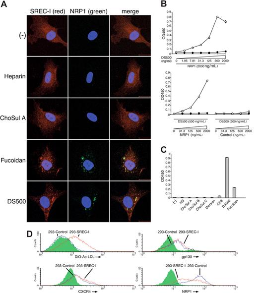 Figure 5. Analysis of NRP1 and SREC-I colocalization and association in the presence of sulfated polysaccharides. (A) Colocalization of SREC-I and NRP1 in the cytoplasm after fucoidan or DS500 stimulation. HUVECs were incubated (37°C, 1 hour) with medium alone, heparin, ChoSul A, fucoidan, or DS500 (8 μg/mL). After fixation and permeabilization, cells were stained for SREC-I (red), NRP1 (green), and DAPI (blue), and examined by confocal microscopy. Scale bar represents 20 μm. Images were acquired and processed as described for Figure 2A. (B) DS500 specifically and dose-dependently promotes binding of NRP1 to SREC-I. NRP1/Fc or control Fc protein (B7-1/Fc) was added to control IgG1-coated wells (●) or SREC-I/Fc–coated wells (○) with or without DS500. Bound NRP1 or control/Fc was measured by ELISA. The results reflect the means (± SD) of 3 experiments. (C) Effect of polysaccharides on the binding of NRP1 to SREC-I. NRP1/Fc (2μg/mL) was added to SREC-I/Fc–coated wells in the presence of the indicated polysaccharide (500 ng/mL). Bound NRP1/Fc was measured by ELISA. The results reflect the means (± SD) of 3 experiments. (D) Transduction of 293 cells with SREC-I confers DiO-Ac-LDL uptake capability and reduces cell-surface levels of NRP1, but not levels of gp130 or CXCR4. 293 cells were transfected with cDNA for SREC-I (red line) or control (blue line). Uptake of DiO-Ac-LDL and cell-surface levels of endogenous gp130, CXCR4, or NRP1 were detected by flow cytometry. Shaded graphs reflect control staining.