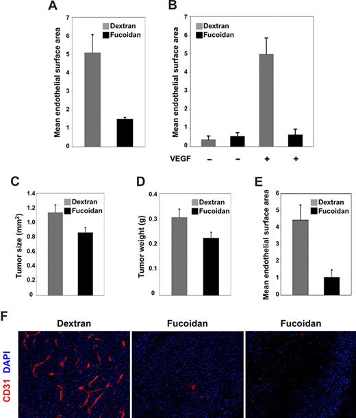 Figure 7. Fucoidan inhibits angiogenesis in vivo. (A,B) Effects of dextran and fucoidan on VEGF-induced angiogenesis in Matrigel plugs. Mice bearing Matrigel plugs containing VEGF plus heparin or PBS alone were injected daily intraperitoneally for 6 days with dextran or fucoidan (1 mg/mouse per day). After the plugs were fixed and immunostained for CD31/PECAM, endothelial cell density was evaluated microscopically (Nikon Eclipse E600) equipped with a DIC M 20×/0.75 Nikon lens (Nikon, Tokyo, Japan). Images were imported into IPLab software, and the area occupied by CD31+ cells was quantified. The results are expressed as mean (± SD) surface areas (μm2) occupied by CD31+ cells within a unit area (106 μm2). In panel A, the 2 groups consisted of 5 C57BL/6J 7-week-old female mice; in panel B, the 4 groups consisted 6 BALB/cAnNCr 6-week-old female mice. (C,D) Effects of dextran and fucoidan on tumor growth in mice. Mean (± SEM) (C) tumor size (expressed in square millimeters) and (D) tumor weight (expressed in grams) in the 2 groups of 15 female BALB/cAnNCr 6-week-old mice inoculated subcutaneously with 107 MOPC315 tumor cells and subsequently treated daily for 7 days with dextran or fucoidan. (E) Vascular infiltration in tumor tissues from mice treated with dextran or fucoidan was quantified using IPLab software after immunohistochemical staining for CD31. The results are expressed as the mean (± SD) surface areas occupied by CD31+ cells within a unit area (μm2/106 μm2). (F) Representative images reflecting CD31/PECAM immunostaining of tumor tissues from mice treated with dextran (left panel) or fucoidan (middle and right panel). CD31 is displayed in red; DAPI nuclear staining in blue. Original magnification 20×.