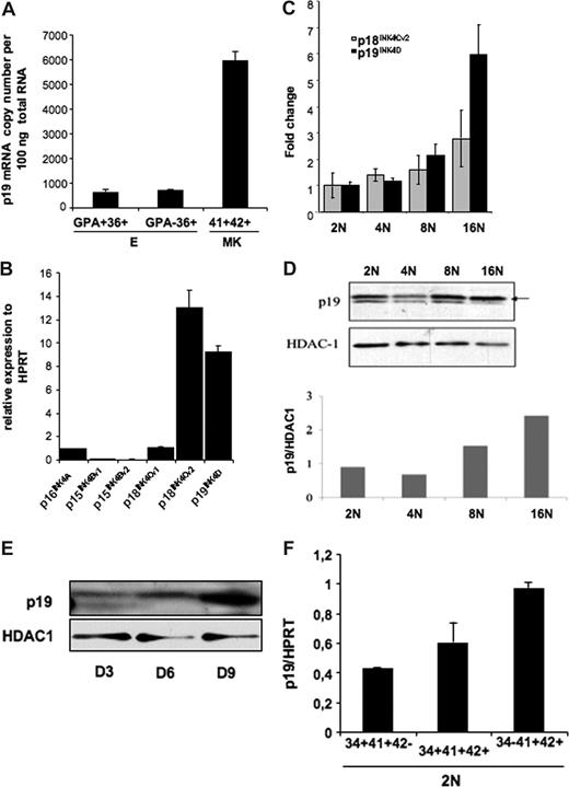 Figure 1. p19INK4D expression in erythroid and megakaryocyte human cells. (A) The absolute expression level of p19INK4D per 100 ng total RNA was measured relatively to different dilutions of plasmids (corresponding to 102 to 106 copies) harboring a p19INK4D cDNA. The graph represents the expression level of p19INK4D in immature (CD36+GPA−) and mature (CD36+GPA+) erythroid cells and in mature (CD41+CD42+) MKs. The error bars represent the standard deviation of the mean of 3 experiments each performed in triplicate wells. (B-E) CD34+ cells were cultured with TPO for 9 days. Then, CD41- and CD42-positive cells stained with Hoechst were sorted on their ploidy level (from 2N to 16N). (B) mRNA levels of p15INK4B, p16INK4A, p18INK4C, and p19INK4D and their variants were quantified by real-time RT-PCR. Their relative expression was calculated in comparison with HPRT mRNA. (C) mRNA levels of p18INK4Cv2 and p19INK4D were quantified by RT-PCR in each ploidy class (from 2N to 16N) and normalized to their expression in diploid (2N) cell fraction. (D) The protein level of p19INK4D in different ploidy fractions was measured relatively to HDAC-1, a protein that we found stable during ploidization. The graph represents the ratio between p19INK4D and HDAC-1 levels for each ploidy class. The data illustrate 1 of 2 representative experiments that produced similar results. (E) To investigate the expression level of p19INK4D during differentiation, total cell population was harvested on day 3 (D3), day 6 (D6), and day 9 (D9) and submitted to Western blot analysis. (F) The expression level of p19INK4D mRNA was investigated by QRT-PCR in diploid (2N) cells sorted at day 6 in culture in 3 MK populations corresponding to very immature (CD34+CD41+CD42−), immature (CD34+CD41+CD42+), to more mature (CD34−CD41+CD42+) cells. The error bars represent the standard deviation of the mean of 3 repeated experiments each performed in triplicate wells.