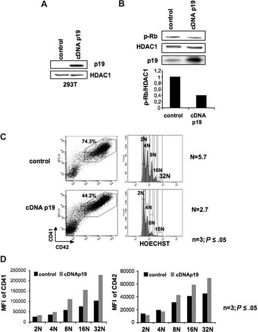 Figure 4. Effect of p19INK4D overexpression on cell cycle and CD41 or CD42 expression. (A) Validation of a lentiviral vector encoding a p19INK4D cDNA (cDNA p19). Immunoblot analysis of p19INK4D protein in 293T cell line transiently transfected with either the control vector or the p19 cDNA lentiviral vector. HDAC-1 was used as an internal control for protein quality and loading. (B) Immunoblot analysis shows that p19INK4D overexpression induced a 2-fold decrease in phosphorylation of Rb on serine 780 (p-Rb). (C-D) CD34+ cells were transduced at day 1 and 2 of culture with the control or the p19 cDNA lentiviral vectors and GFP+ cells were analyzed at day 9. The MK population positive for CD41 and CD42 (C left panel) was analyzed for ploidy level by Hoechst staining (C right panel). The mean ploidy (N) was calculated from the number of cells of each ploidy level. (D) The mean fluorescence intensity (MFI) of CD41 (left panel) and CD42 (right panel) was analyzed separately for each ploidy class (from 2N to 32N). Data in panels C,D represent analysis 1 of 3 repeated experiments giving similar results. P values refer to 3 independent experiments.