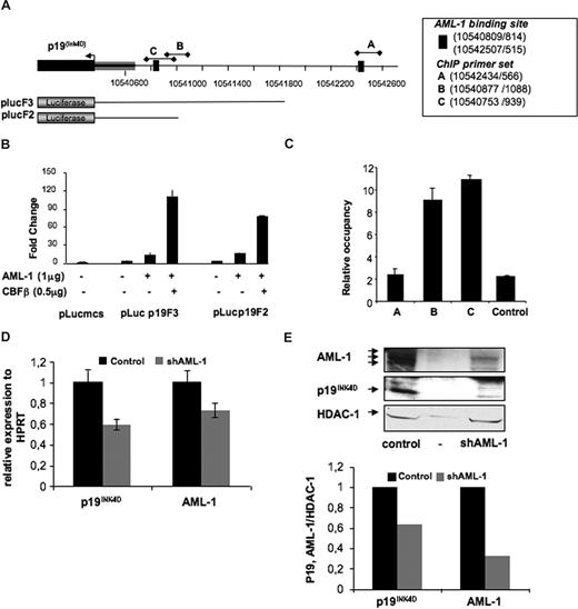Figure 6. p19INK4D is directly regulated by AML-1 (RUNX1). (A) Schematic representation of the p19INK4D human promoter region. The arrowhead represents the putative transduction start site. Black bars with diamonds designate genomic positions of the amplicons used in ChIP analysis (UCSC genomic localization http://genome.ucsc.edu/). plucF2 and plucF3 represent schematically the length of the promoter regions cloned in the pluc-mcs reporter. (B) Luciferase assay performed by transient transfection of HEL cells with the indicated micrograms of MPI vector containing AML1c and of pEF6/V5-His-TOPO vector containing CBFβ. Luciferase levels are shown as fold change relative to cells transfected with reporter construct alone. The total amount of transfected DNA was kept constant by transfection with an empty MPI vector. The histograms show 1 representative experiment of 2, each in triplicate. Error bars represent the standard deviation of triplicate. (C) Chromatin immunoprecipitation assay performed in CD34+-derived MKs (day 10 in culture) with primer sets (p19INK4DA, B, and C) directed toward AML-1–binding site predicted in silico, as well as control primer sets. Control rabbit IgG and 2 anti–AML-1 antibodies were used for immunoprecipitation. The histograms indicate relative occupancy of the AML-1–binding site in the p19INK4D promoter by AML-1. The figure illustrates 1 representative experiment using 2 different anti–AML-1 antibodies. Error bars represent the standard deviation of experiments performed on the same cell extracts with 2 different anti–AML-1 antibodies in duplicate. A similar result was obtained in a second independent experiment. (D,E) CD34+ cells were transduced at days 1 and 2 of culture with a control lentivirus and the lentivirus encoding either shRNA AML-1 or control shRNA. GFP+ cells were analyzed at day 9. (D) p19INK4D and AML-1 mRNAs were measured by QRT-PCR in GFP-positive cells. Error bars are standard deviations of the mean of 3 repeated experiments. (E) p19INK4D and AML-1 protein level was analyzed by Western blot. HDAC-1 was used as internal control of a quantity. The data illustrate 1 of 2 representative experiments that produced similar results.