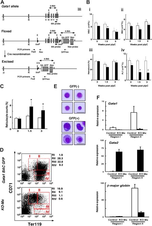 Figure 1. Mx-Cre–mediated deletion of the Gata1 gene in adult mice affects erythropoiesis. (A) Top, the mouse Gata1 locus. Middle, floxed Gata1 allele generated by inserting 2 loxP sites and the splice acceptor (SA)/GFP cDNA cassette. Bottom, Gata1 null allele obtained after Cre-mediated recombination. IT, IE, and II-VI indicate exons of Gata1 gene. E and S indicate EcoRI and SalI restriction sites, respectively. Positions of probes used for Southern blot analysis and PCR primers (forward, reverse, reverse GFP) are indicated. (B) Peripheral blood counts of Gata1fl/y::Mx-Cre(+) mice (KO-Mx, ■) and controls (□) at 0, 1.5, and 3 weeks after pIpC injection. Results are shown as mean plus or minus SD from 4 mice: (i) white blood cell counts, (ii) red blood cell counts, (iii) hematocrit, and (iv) platelet counts (*P < .05 for KO-Mx mice compared with controls). (C) Frequency (%) of reticulocyte counts in peripheral blood from KO-Mx mice (■) and controls (□) at 0, 1.5, and 3 weeks after pIpC injection. Results are shown as mean plus or minus SD (error bars) from 3 mice (*P < .05 for KO-Mx mice compared with controls). (D) FACS analysis of BM cells prepared from the Gata1 BAC GFP (top) and the KO-Mx mice (bottom) at 3 weeks after pIpC injection. Expression of the erythroid surface markers Ter119 and CD71. Expression was examined in cell fractions gated for GFP+ cells. RI, RII, RIII, and RIV represent Ter119lowCD71high, Ter119highCD71high, Ter119highCD71med, and Ter119high-CD71low populations, respectively.24 The relative number in each region as a percentage of gated cells is indicated. (E) Morphology of GFP+ and GFP− cells isolated from the KO-Mx BM. GFP+ and GFP− cells were sorted from RI, RII, and RIII fractions of the KO-Mx BM. Representative examples of Wright-Giemsa-stained cytospins are shown. High-resolution images were taken from 4 separate fields of view to show cellular morphology. Scale bar represents 100 μm. (F) Real-time RT-PCR analyses of Gata1, Gata2, and β-major globin mRNAs in regions I and II cells prepared from the GFP+ fraction of KO-Mx or control BM. BM cells from 3 mice/group were pooled and sorted by FACS. Data were normalized with glyceraldehyde-3 phosphate dehydrogenase (GAPDH) mRNA levels. The expression level of region I from control mice was shown as 1.0. Results are shown as mean plus or minus SD (error bars) from 3 samples.
