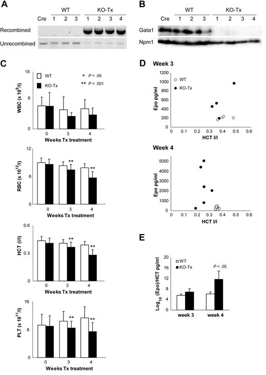 Figure 3. Tx-Cre–mediated Gata1 deletion leads to anemia and thrombocytopenia in adult mice. (A) PCR analysis of recombination in DNA isolated from BM of Gata1fl/y::Tx-Cre (KO-Tx, n = 4), Gata1fl/y (WT, n = 3), and Tx-Cre (Cre, n = 1) mice. (B) Western blotting using anti-Gata1 antibody N6 (top) and Npm1 (bottom). Whole cell extracts were prepared from the BM of KO-Tx (n = 4), WT (n = 3), and Cre (n = 1) mice at week 4 of the Tx treatment. (C) Peripheral blood counts of KO-Tx mice (■) and WT mice (□) at 0, 3, and 4 weeks after the Tx treatment. Samples are collected from 10 to 15 mice per group. Results shown as mean plus or minus SD (error bars). WBC indicates white blood cell counts; RBC, red blood cell counts; HCT, hematocrit; PLT, platelet counts. (D) Erythropoietin (Epo) levels in plasma measured at weeks 3 and 4 after the start of Tx treatment in KO-Tx (●) and WT (○) mice. Epo values are plotted against HCT value for each mouse. (E) Bar graph representing the Log10(Epo)/HCT ratio at weeks 3 and 4 of Tx treatment. Average and SD (error bars) of more than or equal to 4 mice per group are shown.