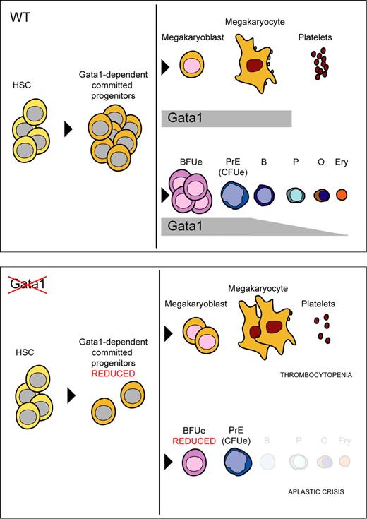 Figure 6. Model for the role of Gata1 in adult erythromegakaryopoiesis. Normal erythromegakaryopoiesis (top panel) and in the absence of Gata1 (bottom panel). Gata1 has a role in myeloid progenitors. Gata1 loss results in reduction of BFUe, CFUe, and defective erythroid differentiation beyond the proerythroblast stage. In megakaryocytes, Gata1 loss might be compensated by Gata2; however, Gata1 regulates megakaryocyte proliferation and is required for proper cytoplasmic maturation.39 HSC indicates hematopoietic stem cell; PrE, proerythroblast; B, basophilic erythroblast; P, polychromatic erythroblast; O, orthochromatic erythroblast; Ery, mature erythrocyte.
