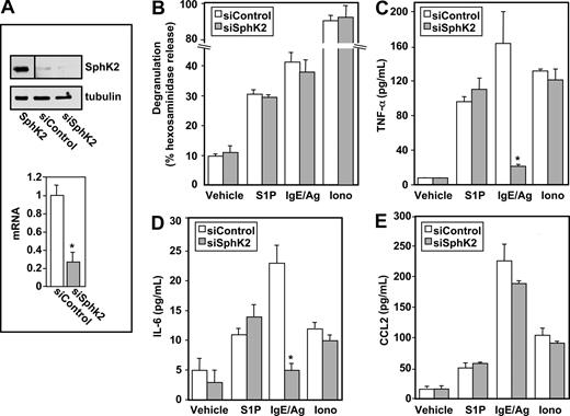 Figure 3. Down-regulation of SphK2 does not alter antigen-induced degranulation, but impairs antigen-induced cytokine secretion from human LAD2 mast cells. LAD2 cells were transfected for 48 hours with control siRNA (□) or SphK2 siRNA (). (A) Equal amounts of lysates (10 μg) were immunoblotted with anti-SphK2. Lysate from cells overexpressing SphK2 was loaded as a positive control (left lane). Note that due to the high level of expression of SphK2, this lane from the same gel was developed for a much shorter time; a vertical line has been inserted to indicate this distinction. Blots were stripped and reprobed with antitubulin to ensure equal loading and transfer. RNA was isolated and SphK2 mRNA levels were determined by quantitative real-time PCR. Data shown are relative to cells treated with control siRNA, calculated according to the 2−ΔΔCt method. (B-E) Duplicate cultures were stimulated with vehicle, IgE/Ag (30 ng/mL), S1P (100 nM) or ionomycin (1 μM). Degranulation (B) and secretion of TNF-α (C) and IL-6 (D) were determined after 2 hours, and secretion of CCL2 (E) was determined after 30 minutes. Data are the means plus or minus SD of triplicate determinations. Similar results were obtained in 3 independent experiments. *P ≤ .01.