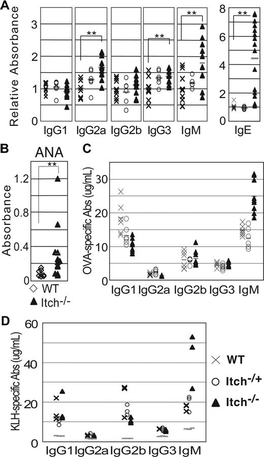 Figure 1. High concentration of IgM, IgE, and autoimmune antibodies in adult Itchy mice. (A) Serum Igs were measured in individual preimmune WT, Itch+/−, and Itch−/− mice by enzyme-linked immunosorbent assay (ELISA). Results are expressed as mean fold increase of relative absorbance (OD405) over WT mice. **P < .01. (B) Antinuclear antibodies were detected by ELISA in the sera of WT and Itch−/− mice. (C,D) WT, Itch+/−, and Itch−/− mice were immunized with Th2 antigen OVA-alum (C) or KLH-MPL/TDM (D), and the concentration of Ag-specific Igs was measured 3 weeks later by ELISA. Preimmune background is shown as dotted lines for panel D. Symbols throughout are as follows: × indicates WT mice; ○, Itch+/− mice; and ▲, Itch−/− mice.