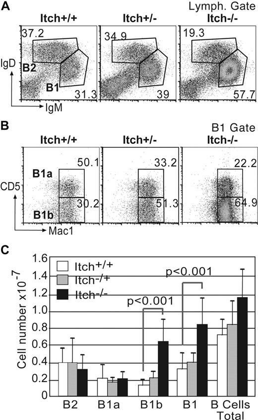 Figure 2. Increased cellularity and skewed B1/B2 and B1b/B1a ratios in peritoneal exudate from Itchy mice. (A) Peritoneal exudate cells from WT, Itch+/−, and Itch−/− mice were stained for B2 (IgDhiIgMlo) and B1 (IgMhiIgDlo) cells after gating on lymphocytes using side and forward scatter profiles. The percentage of each population is indicated. (B) B1 cells were further gated for B1a (Mac1+CD5+) and B1b (Mac1+CD5−). The percentages of each subpopulation are indicated next to each gate. Results of representative mice (n = 12) are shown. (C) Total numbers of individual peritoneal B-cell subpopulations (± SD) are shown for WT (□; n = 12), Itch+/− (; n = 12), and Itch−/− (■; n = 22) mice.