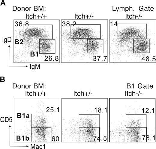 Figure 3. Reconstitution of peritoneal B1b cells in bone marrow chimeras. Bone marrow from adult WT, Itch+/−, and Itch−/− mice was transferred into sublethally irradiated Rag1−/− recipients. (A) After 12 to 18 weeks, reconstitution of B2 (IgDhiIgMlo) and B1 (IgMhiIgDlo) cells was detected in the peritoneum. (B) The B1 population was comprised predominantly of B1b (Mac1+CD5−) cells with few B1a (Mac1+CD5+) cells. Data are representative of more than 5 experiments. The percentages of each population are indicated next to each gate.