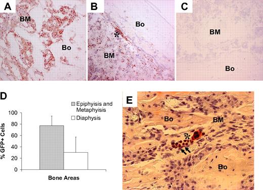 Figure 5. Nonadherent bone marrow cells engraft preferentially in metaphysis and epiphysis in the early regenerative phases after BMT. (A) Photomicrograph of a bone (Bo)/bone marrow (BM) section taken from the epiphysis of a mouse that underwent transplantation killed at 2 weeks after transplantation and stained with anti-GFP antibody (red). Original magnification, 100×. (B) Low level of GFP+ cells engrafted as clusters in the diaphysis, mainly in close proximity to the endosteal bone surface (asterisk). (C) Section of bone from a mouse that received a transplant of untransduced nonadherent marrow cells and stained with anti-GFP antibody (negative control). (D) Comparison of GFP+ engraftment in the diaphysis versus the metaphysis/epiphysis at 2 weeks after transplantation. A total of 20 random 400× fields of bone sections from each of 4 mice were studied. The reported values are mean (+SD) percentages of GFP+ cells per field. The difference in engraftment is highly significant (P < .001). (E) Photomicrograph of a bone (Bo)/bone marrow (BM) section taken from the metaphysis of a transplanted mouse killed at 2 days after transplantation and stained with anti-GFP antibody (red). The cluster of early osteopoietic engraftment (arrows) is adjacent to donor (GFP+) hematopoietic cells (asterisk). Original magnification, 400×.