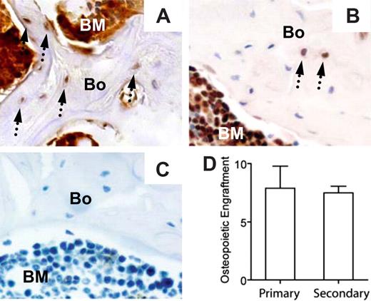 Figure 6. The osteopoietic capacity of nonadherent bone marrow cells is preserved in secondary recipients. Immunohistochemical identification of donor-derived bone cells (arrows) in primary (A) and secondary (B) recipients. (C) Section of bone from a mouse that received a transplant of untransduced nonadherent marrow cells and stained with anti-GFP antibody (negative control). (D) Comparison of the percentages of donor-derived osteopoiesis in primary (n = 3 mice) versus secondary (n = 10 mice) recipients. The reported values are mean (± SD) percentages of GFP+ cells. Bone engraftment was quantified as described in Figure 3; P > .05.