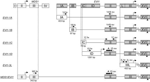Figure 1. Gene structure and primer/probe locations of EVI1 splice variants -1A, -1B, -1C, -1D, -3L, and MDS1/EVI1 (ME). The exons, introns, and translational starts are depicted in boxes, connective lines, and standup arrows, respectively. The first exon's size in base pairs (bp), primers (arrows), and probes (bold line) are shown. Nucleotide sequences of primer/probe are presented in Table S1.