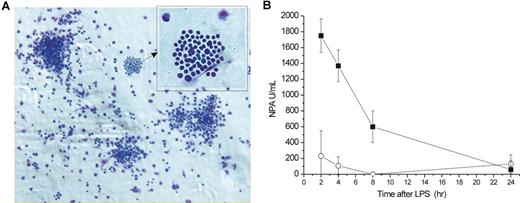 Figure 3. Serum from LPS-injected mice contains NPA. (A) NPA-mediated generation of granulocytes clusters in vitro from bone marrow cells of G-CSF−/−/GM-CSF−/− exposed to medium conditioned by LPS-challenged G-CSF−/−/GM-CSF−/− MEFs (May-Grünwald/Giemsa stain, original magnification ×40). Inset: same field (original magnification ×60). Micrographs were acquired on cytospin slides stained with May-Grünwald-Giemsa on a Nikon 90i microscope (Nikon, Tokyo, Japan) fitted with a 40×/0.6 numeric aperture Plan Fluor dry objective or with a 60×/1.4 numeric aperture Plan Apo oil objective, a DXM 1200c camera (Nikon), and NIS-AR image acquisition software (v 2.30; Nikon). (B) NPA in sera from G-CSF−/−/GM-CSF−/− mice injected intraperitoneally with PBS (○) or with LPS (30 μg/mouse, ■). Sera from 3 mice per experimental point were individually tested for NPA as described in “NPA assay.” Data are mean plus or minus SE for each group. One unit of NPA is defined as the activity required to generate one granulocyte cluster from 5 × 103 bone marrow cells after 4 days in a liquid culture assay. Error bars represent SE.