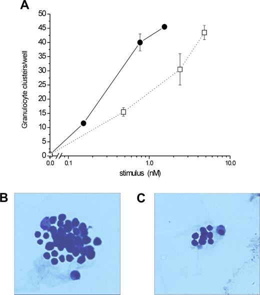 Figure 5. Hyper-IL6 stimulates the formation of granulocyte clusters in vitro. (A) Hyper-IL6 (•) and mIL6 (□) were compared directly for their ability to generate granulocyte clusters from the bone marrow of G-CSF−/−/GM-CSF−/− mice. Results are plotted as molar concentration vs the number of granulocyte-containing clusters generated after 4 days in liquid culture. (B,C) Typical clusters arising from bone marrow cultures stimulated with Hyper-IL6 (B) or IL6 (C). The images have been cropped to show a single cluster, and were acquired as in Figure 3A.