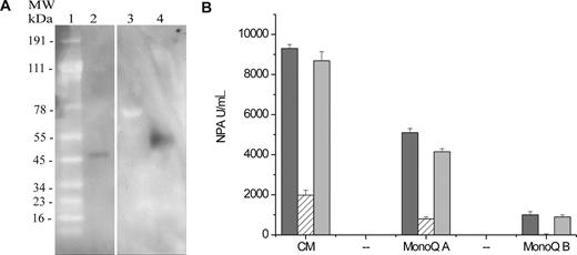 Figure 7. Biochemical and functional demonstration of sIL6R in purified NPA from MEFs CM. (A) Immunodetection of sIL6R in NPA-positive fractions. Purified murine sIL6R or NPA at different stages of purification (Figure S2) were loaded on a 4% to 12% gradient gel, immunoblotted onto PVDF membrane, and probed with an antibody specific for murine IL6R. Reactive bands were detected with an HRP-coupled antigoat Ig antibody. Lane 1, molecular weight markers; lane 2, recombinant sIL6R, 20ng; lane 3, Superose-12 active pool A; lane 4, Mono-Q active pool A. This blot is representative of 2 separate experiments. (B) Selective immunodepletion of NPA by anti-IL6R antibody. Crude NPA-containing conditioned medium (CM) or semipurified NPA preparations (MonoQ A and B, Figures S1,S2) were preincubated with vehicle (), anti-IL6R antibody (▨), or anti-EGFR antibody (). The immune complexes were depleted from the samples using protein G-Sepharose as described in “Neutralization of NPA,” and the supernatants were assayed for NPA. Data are expressed as total NPA and have been adjusted for the small dilution factor resulting from antibody immunodepletion. All samples were tested in triplicate. Error bars represent SE.