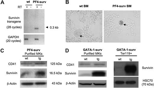 Figure 1. Transgene expression in PF4-surv and GATA-1-surv MKs and GATA-1-surv erythrocytes. (A) RT-PCR of the survivin transgene on RNA isolated from fresh BM of PF4-surv mice confirms survivin transgene expression. A single line of transgenic mice produced an abundant spliced transcript PCR product of about 300 bp in comparison to an unspliced size of 1.125 kb. Survivin transgene primers: sense 5′-cagccaccactttctgatag-3′ and antisense 5′-aaactggacagacagagagccaag-3′; GAPDH loading control primers: sense 5′-tcaccatcttccaggag-3′ and antisense 5′-gcttcaccaccttcttg-3′. (B) β-galactosidase transgene activity (blue) was highly detected in MKs from PF4-surv BM but not in other BM cells nor in control mouse BM, demonstrating lineage specificity of expression. Staining was performed in suspension in fixed cells before cells were cytospun and viewed via light microscopy. (C) Western blotting of magnetic bead-purified PF4-surv and wild-type (wt) MKs. MK marker, CD41, and β-actin were used as loading controls. (D) Western blotting of magnetic bead–purified GATA-1-surv MKs and MoFlo-sorted Ter119 + erythrocytes. β-actin and HSC70 were used as loading controls. Band quantitation using ImageJ 1.34s software (National Institutes of Health, Bethesda, MD) indicated an increase in transgenic survivin level over control in the range of 2- to 3-fold in PF4-suv MKs and 5- to 6-fold in GATA-1-surv MKs.