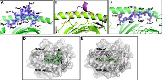Figure 5. Crystal structures of HLA B*3508CPS and HLA B*3508FPT. Panels A and C showing the electron density 2mfo-Dfc at 1σ of the FPT (orange stick) or CPS (purple stick) epitope bound to HLA B*3508. Panel B represents the structures of the featureless FPT peptide (orange) superposed with the one of the bludged CPS epitope (purple), which made one helix turn in its c-terminus. Panels D and E show surface view of the CPS and FPT epitopes bound to the HLA B*3508 molecule. The solvent-exposed surface of the peptide, which is accessible to the TCR, is represented by the green surface. The FPT epitope (panel E) has a smaller solvent-exposed surface than the CPS epitope (panel D).