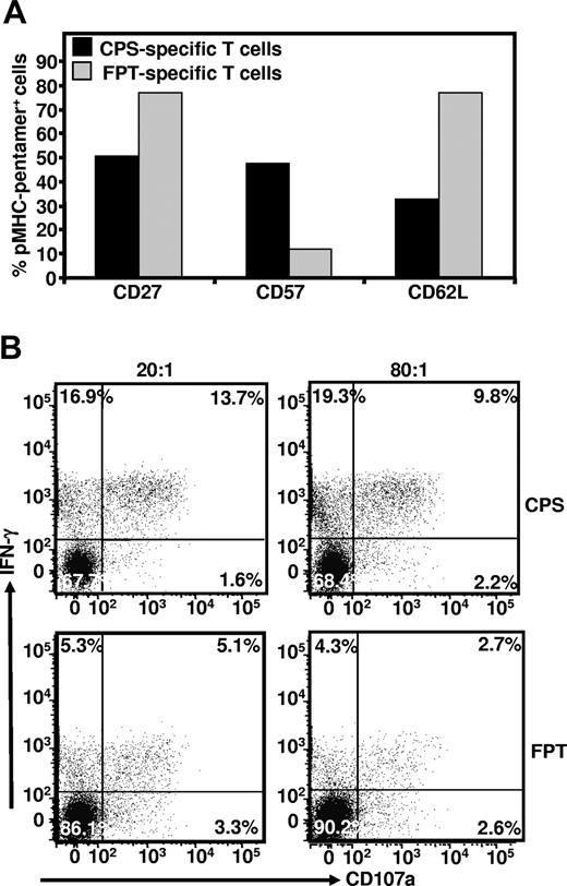 Figure 7. Ex vivo phenotypic analysis of CPS- and FPT-specific T cells. Panel A: PBMC from HCMV-infected healthy individual were co-stained with pMHC-pentamers and antibodies specific for CD27, CD57 and CD62L. Data presented here is a summary of 3 different experiments. Panel B: To determine any functional differences between CPS and FPT-specific T cells, these effector cells were exposed to MRC-5 cells expressing HLA B*3508 and co-infected with HCMV at an MOI of 0.5:1. 2 different responder to stimulator ratios (80:1 and 20:1) were used in these assays. Following incubation, these cells were co-stained with pMHC pentamer, anti-IFN-γ and anti-CD107a as outlined in the Material and Methods section. This data are representative of 3 different experiments.