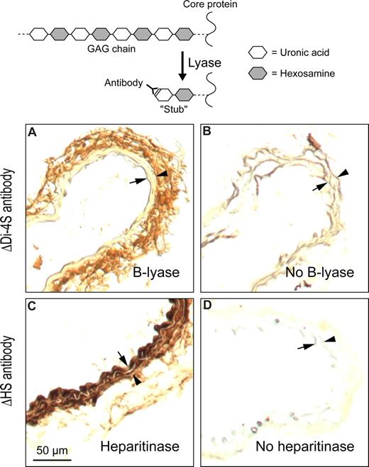 Figure 4. Localization of DS and HS in uninjured carotid arteries of wild-type mice. Frozen sections were treated with chondroitin B-lyase (A), Flavobacterium heparitinase (C), or buffer alone (B,D) and then incubated with monoclonal antibodies ΔDi-4S (A,B) or ΔHS (C,D). Bound monoclonal antibodies were detected with a peroxidase-conjugated secondary antibody. Arrow indicates internal elastic lamina; arrowhead, external elastic lamina. DS was present primarily in the adventitia (A) and HS in the intima/media (C).