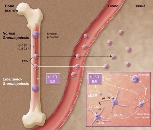 Pathways of homeostatic and emergency granulopoiesis. Top pathway: under normal conditions, G-CSF and GM-CSF regulate production of neutrophils by myeloid precursors in the bone marrow. During times of infection, the proposed emergency pathway is initiated by bacterial lipopolysaccharide (LPS) stimulation of tissue fibroblasts, stromal cells, and mononuclear phagocytes, resulting in the secretion of IL6 and M-CSF. The latter cytokine promotes cleavage of membrane IL6 receptor (mIL6R) to soluble sIL6R by ADAMs (a disintegrin and metalloproteases). The resultant soluble IL6/sIL6R complexes then circulate to the bone marrow, where they stimulate emergency granulopoiesis independent of G-CSF and GM-CSF.