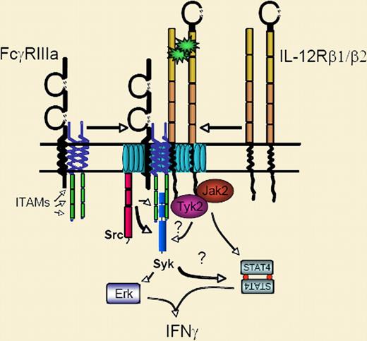 Costimulation of natural killer (NK) cells with IL-12 and Fc receptor ligands causes both receptor complexes to partition into lipid rafts (aqua) within the membrane. The result is accentuated activation of STAT4, Syk, and Erk, and synergistic production of IFN-γ.