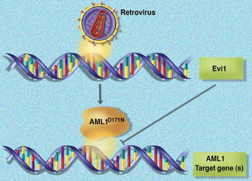 In a novel mouse model of MDS/AML, retroviral transduction is hypothesized to create two hits (expression of the mutant AML1D171N allele and activation of Evi1 via insertional mutagenesis) that converge on AML1 function.