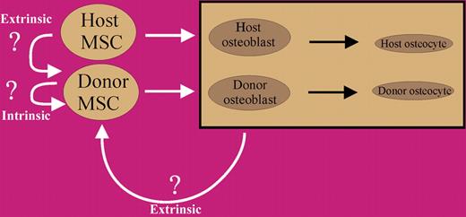 Model for donor MSC contribution to host bone formation. Initially, transplanted MSCs contribute to host bone, but after a relatively short period of time, intrinsic or extrinsic regulatory influences result in negative feedback, which causes the cells to quiesce. These cells do, however, maintain their potential to contribute to bone formation, as revealed by serial transplantation.