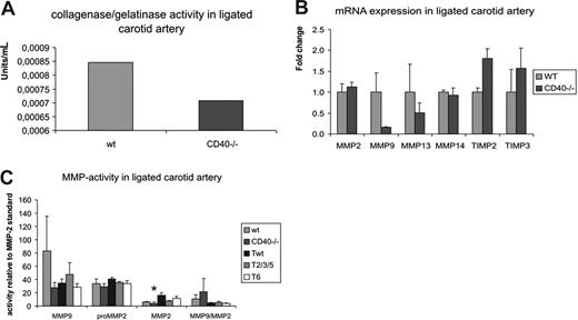 Figure 2. Proteolytic activity is decreased in absence of CD40. (A) Gelatinase/collagenase activity in ligated carotid arteries of CD40−/− mice versus controls. Per group, 2 pools of 6 carotid arteries were used and assayed in duplo (total of 4 measurements per group). Fluorescence was measured at 515 nm after 24, 48, and 72 hours of digestion, and average protease activity was calculated for both groups. (B) Real-time PCR of MMP-2, 9, 13, 14 and TIMP-2 and -3 on ligated carotid arteries of CD40−/− and wild-type mice reveals a decrease in MMP-2 and -9 levels and an increase in TIMP-2 and -3 levels. (C) Zymography for MMP-2 and -9 reveals a decrease in MMP-2 and -9 activity in CD40−/− mice compared with wild-type mice, and in CD40-T6 mice compared with CD40-Twt mice. Error bars represent SEM.