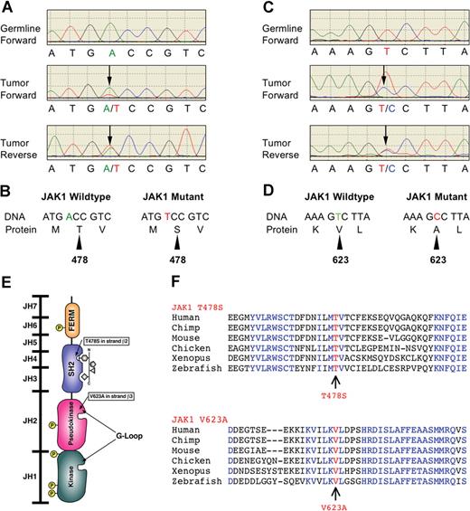Figure 1. Somatic nonsynonymous mutations in conserved residues of the JAK1 gene. (A,C) Electropherograms of matched tumor and germline samples from 2 patients with AML. Heterozygous mutations are indicated by double peaks () consistently detected in both forward and reverse sequencing reactions but not present in the germline samples. (B,D) Change of amino acid sequences as a result of mutations. (E) Schematic diagram of JAK1 protein structure. Somatic mutations are indicated by arrows. The Thr478 residue resides in the β2 strand of the SH2 (JH3-JH4) domain near the phospho-tyrosine binding site of this domain. The Val623 residue resides in the β3 strand of the pseudo-kinase (JH2) domain in close proximity to the G-loop binding site of this domain. (F) Alignment of peptide sequences of conserved JAK1 residues. Both JAK1 mutations affect residues that are highly conserved throughout evolution.