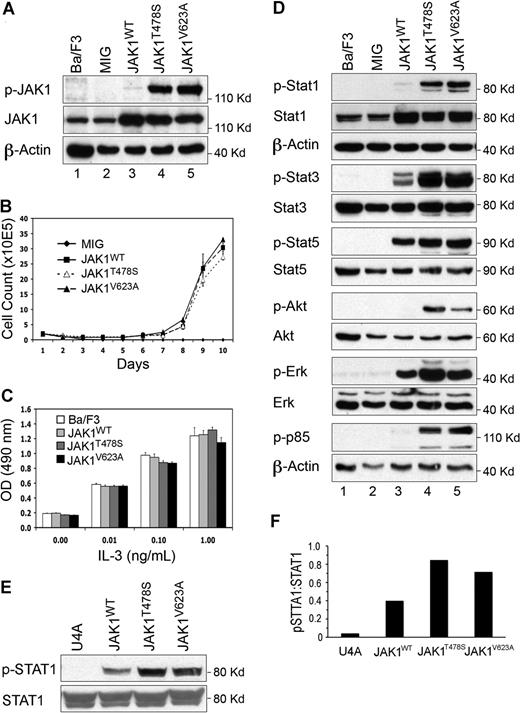 Figure 2. Somatic JAK1 mutations facilitate the activation of downstream signaling pathways. (A) Autophosphorylation of mutant JAK1 proteins. Mutant, but not wild-type, JAK1 proteins are activated. (B) Growth of Ba/F3 cells expressing JAK1 and mutants in the absence of IL-3. Both mutant and wild-type JAK1-expressing cells can grow in the absence of IL-3. (C) Mutant JAK1 proteins do not affect sensitivity of Ba/F3 cells to IL-3. Cells expressing wild-type or JAK1 mutants were plated in different concentrations of IL-3, and cell growth was measured by MTT assay. The V623A mutant was mildly resistant to high doses of IL-3. Error bars represent SD. (D) Activation of downstream signaling pathways by JAK1 mutants. Protein lysates of Ba/F3 cells expressing wild type and JAK1 mutants were analyzed by Western blot using phospho-specific antibodies shown. Stat1, Stat3, Akt, and Erk signaling was activated in cells expressing each JAK1 mutation. (E) Activation of STAT1 by interferon α in cells expressing JAK1WT, JAK1T478S, and JAK1V623A. STAT1 phosphorylation 15 minutes after stimulation was consistently increased in cells expressing JAK1T478S and JAK1V623A compared with JAK1WT. (F) Densitometry of results in panel E showing increased STAT1 phosphorylation in JAK1 mutant-expressing cells. U4A parental cells that do not express JAK1 are shown as controls. Similar results were obtained in three independent experiments, and a representative example is shown.