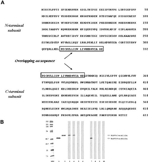 Figure 1. The amino acid sequence and the immunochemical characterization of the N- and C-terminal regions of RLIP76. (A) The nucleotide sequence of the cloned cDNA (GenBank accession number NM 006788) was divided in 2 subunits by PCR with specific primers. The cDNA subunits were cloned in an expression vector and the N- and C-terminal regions of the protein were expressed and purified. The overlapped amino acids were squared. (B) The molecular size and the purity of the expressed proteins were confirmed by 10% SDS-PAGE stained by Coomassie blue (lane 1, N-terminal region; lane 2, C-terminal region) and serum immunoreactivity was analyzed by immunoblotting (lanes 3-6, C-terminal region; lanes 7-10, N-terminal region). Lanes 3,7: monoclonal antibody specific to 6-histidine tail; lanes 4,8: serum pool from the 2 patients with Behçet disease (BD) used in screening the library; lane 5,9: representative serum from a healthy subject; lanes 6,10: control without serum.