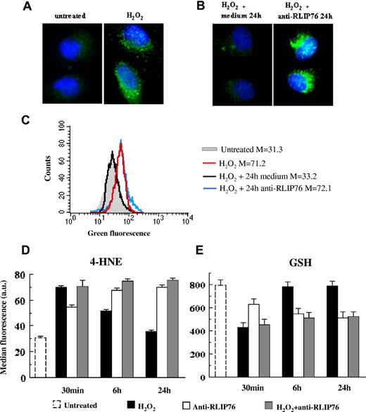 Figure 4. Intracellular 4-HNE and GSH levels in EAhy926 endothelial cells. (A,B) Immunofluorescence analysis of the formation of 4-HNE adducts with histidine in EAhy926 cells stained with a 4-HNE specific antibody and counterstained with Hoechst dye to reveal nuclei. Panel A left, untreated cells; panel A right, H2O2-treated cells; panel B left, H2O2-treated cells incubated for 24 hours with fresh medium; panel B right, H2O2-treated cells incubated for 24 hours with medium containing anti-RLIP76 C-ter antibodies. Magnification 1500×, objective 100×, numeric aperture 1.4. (C) Quantitative analysis of 4-HNE adducts by flow cytometry in a representative experiment. Gray histogram, untreated control cells; red histogram, H2O2-treated cells; black histogram, H2O2-treated cells incubated for 24 hours with fresh medium; blue histogram, H2O2-treated cells incubated for 24 hours with medium containing anti-RLIP76 C-ter antibodies. Numbers represent median values of fluorescence intensity. (D) Quantitative time-course evaluation of 4-HNE intracellular content in untreated control cells; in cells incubated for 30 minutes, 6 hours, and 24 hours with anti-RLIP76 C-ter antibodies; in cells treated with H2O2; and in cells treated with H2O2 and then incubated for an additional 30 minutes, 6 hours, and 24 hours in fresh medium or in medium containing anti-RLIP76 C-ter antibodies. Statistical analysis performed by Student t test indicated P < .01 for: control untreated cells versus cells incubated with anti-RLIP76 C-ter antibodies for 30 minutes, 6 hours, and 24 hours; untreated cells versus H2O2-treated cells incubated for 30 minutes and 6 hours in fresh medium; H2O2-treated cells incubated in fresh medium versus H2O2-treated cells incubated for 6 hours and 24 hours with medium containing anti-RLIP76 C-ter antibodies. (E) Quantitative time-course evaluation of GSH intracellular content. Statistical analysis performed by Student t test indicated P < .01 for: untreated cells versus H2O2-treated cells incubated for 30 minutes in fresh medium; untreated cells versus cells incubated for 30 minutes, 6 hours, and 24 hours with anti-RLIP76 C-ter antibodies; H2O2-treated cells incubated in fresh medium versus H2O2-treated cells incubated for 6 hours and 24 hours with medium containing anti-RLIP76 C-ter antibodies. Data reported in panels D and E are the mean plus or minus SD of the results obtained from 3 different experiments.