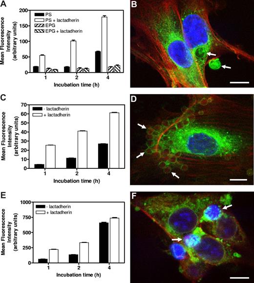 Figure 1. Lactadherin-mediated association of PS-exposing particles and cells in vitro by endothelial cells. (A) DiD-labeled MLVs containing either PS or EPG, preincubated in the presence or absence of lactadherin, were incubated with endothelial cells. Only in the case of PS-MLVs was enhanced association of lactadherin-preincubated MLVs (values ± SEM) seen. Association increased in time. (B) Multiphoton image of an endothelial cell with bound and internalized lactadherin-opsonized approximately 2 μm sized PS-MLVs (indicated by arrows) after 2 hours of incubation. Scale bar represents 5 μm. (C) Endothelial cell association of PKH-26–labeled aged erythrocytes with or without preincubation with lactadherin. Lactadherin enhanced endothelial cell association in a time-dependent manner (values ± SEM). (D) Multiphoton image of an endothelial cell with associated opsonized aged erythrocytes (indicated by arrows) after 4 hours of incubation. Scale bar represents 10 μm. (E) Endothelial cell association of PKH-26–labeled apoptotic tumor cells with or without preincubation with lactadherin (values ± SEM). Lactadherin enhanced endothelial cell association in a time-dependent manner. (F) Multiphoton image of endothelial cells with associated apoptotic tumor cells (indicated by arrows) that show a typical condensed nuclear staining after 4 hours of incubation. Scale bar represents 10 μm.